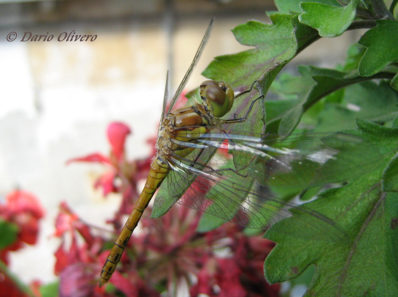 Scheda: Sympetrum striolatum